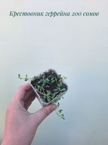 покупка деревьев: ● Комнатные растения (укоренённые черенки, молодые растения, взрослые — 3