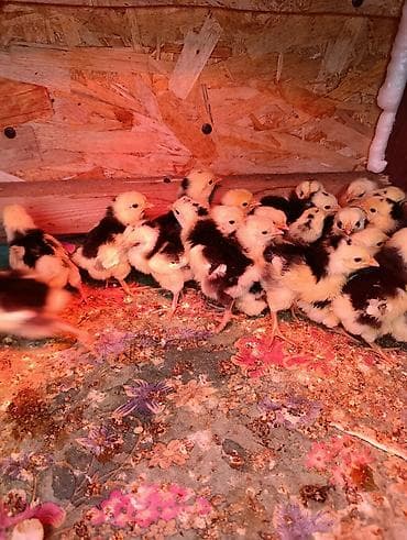 куры ломан браун: Продаю | Цыплята | Для разведения — 4