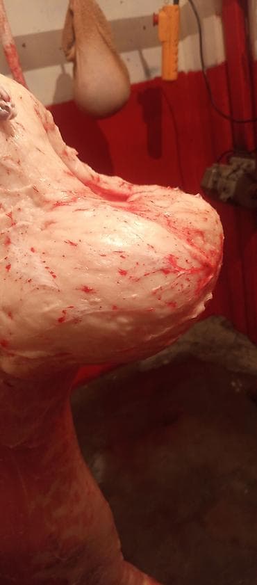 Койдун куйругу сатылат свежий басын келишебиз