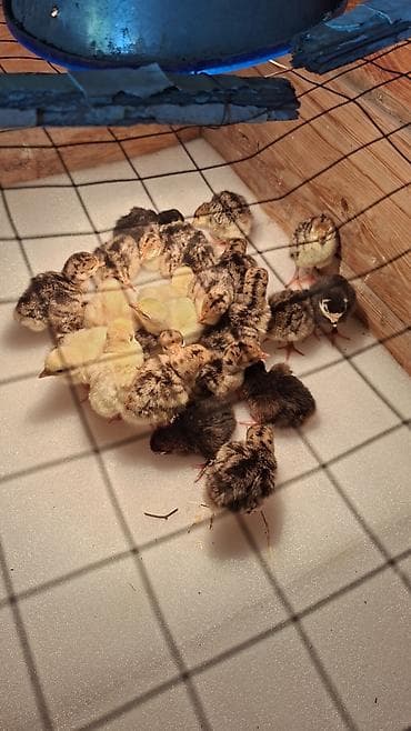 Продаю | Индюшата | Бройлерная, Черный принц | На забой | Племенные