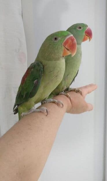 домик для волнистых попугаев: Александрийские попугаи хорошо приручаются к рукам а так же к — 4