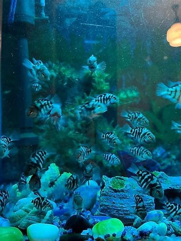 рибы: Отдам даром, в наличии 15. Рыбки Попугай Полярный Серый (Polar Gray — 1