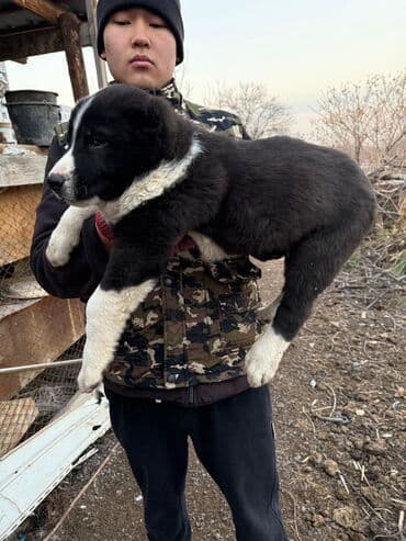 собака звонок: Продаются щенки Алабая чистокровных бойцовских кровей. - Окрас на — 4