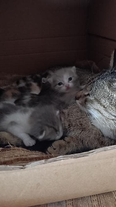 Очаровательные котята от домашней кошки - Помёт разноокрасочных — 4