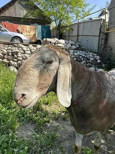 монбельярд цена: Продаю | Баран (самец) | Для разведения | Племенные — 5