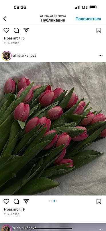 декоративные цветы бишкек: Принимаю заказы тюльпанов!Самые яркие,сочные цвета,более 15 видов — 5