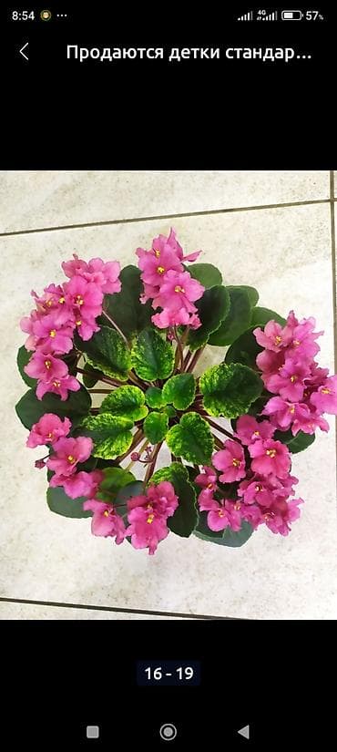 Фиалки и глоксинии: 🌱🌺🌱 Продаю сортовые ДЕТКИ,СТАРТЕРЫ стандартных, трейлерныхмини и — 9