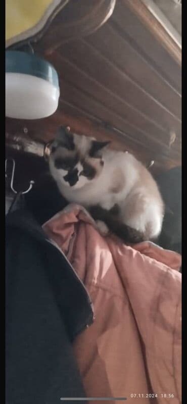 лысый кошка: Кошка даром: Беспородная, 2 месяца, Мальчик, Приучена к лотку — 3