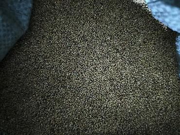 Үй жана бакча үчүн декор: Уруктар тоют өсүмдүктөрүнүн: Беде — 2