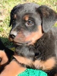 отдам даром щенка ротвейлера: Ротвейлер, 2 месяца, Самец, С прививкой, С родословной — 2