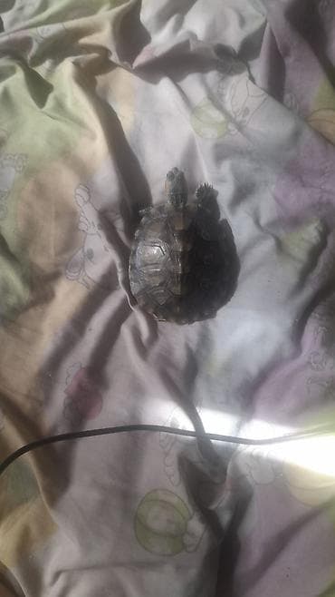 красноухие черепахи: Красноухая черепаха (Trachemys scripta elegans) - Домашний питомец — 2