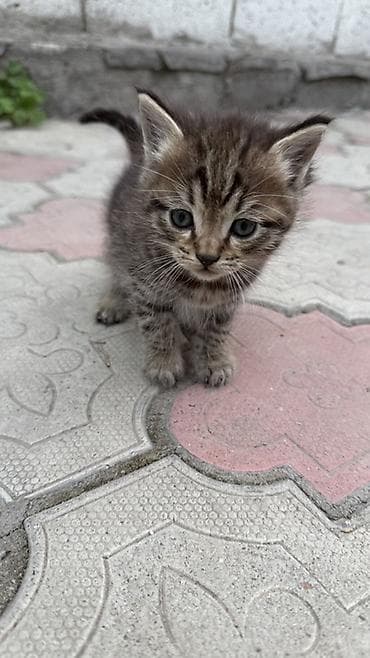 Кошки: Отдам даром! Котята,1,5 месяца. Беспородные - Один черно-белый — 3