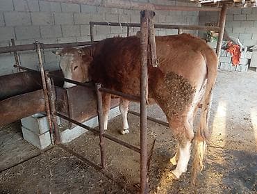 карлик петух: Продаю | Бык (самец) | Привязанные — 2