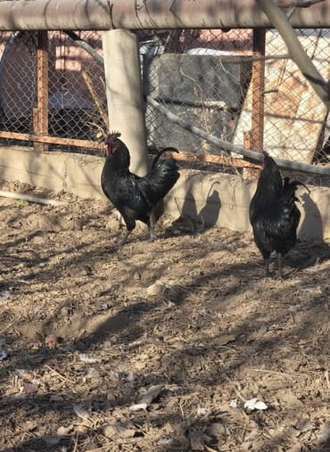 сколько стоит британская золотая шиншилла: Продаю | Петух | Для разведения — 1