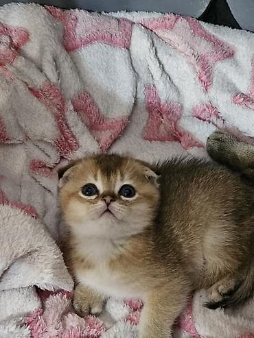 Кошки: Шотландские котята в окрасе золотая шиншилла! - Порода: шотландская — 4