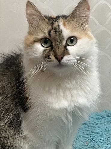 кошки даром ош: Кошка даром: Беспородная, 1 год, Девочка, Кастрирована, Приучена к лотку, Проглистована — 4