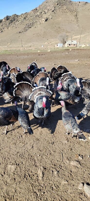 Продаю | Индюк (самец) | Для разведения | Племенные — 3