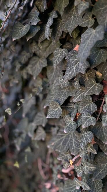 отургучтар бу: Көк чөптөр жана микро жашылчалар — 2