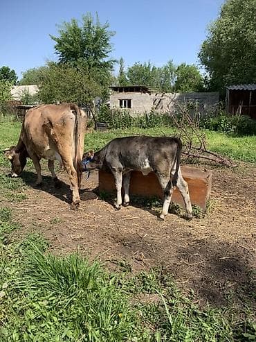 жаны уйлор: Сатам | Уй (ургаачы) | Сүт алуу үчүн | Музоологондон кийин — 2