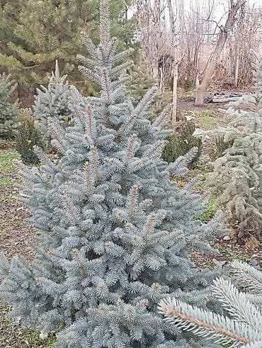 лист 3мм: Продаются ели голубые, зелёные, вечнозелёные самшиты, туи, сосны — 5