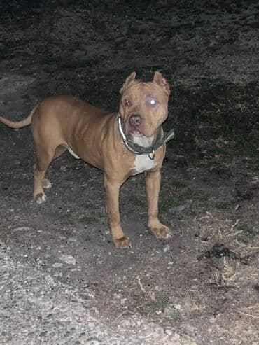 корм для домашних животных: Питбуль, 2 года, Самец, С прививкой — 3