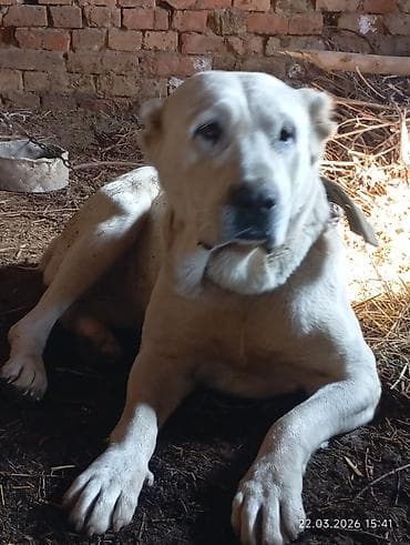 кавказ овчарка: Среднеазиатская овчарка (алабай), кобель, крупный и мощный. щенок — 2