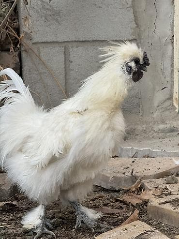 А/ч жаныбарлары үчүн тоюттар: Продаю шелки куры петухи — 6