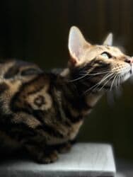 дом для хомяка: На бронь бенгальские котята,свободны две девочки,к переезду будут — 6