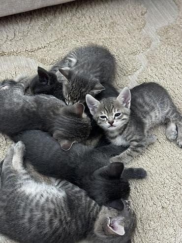 мейкун кошка: Отдам бесплатно, только в добрые руки. Котята полукровки серого — 1