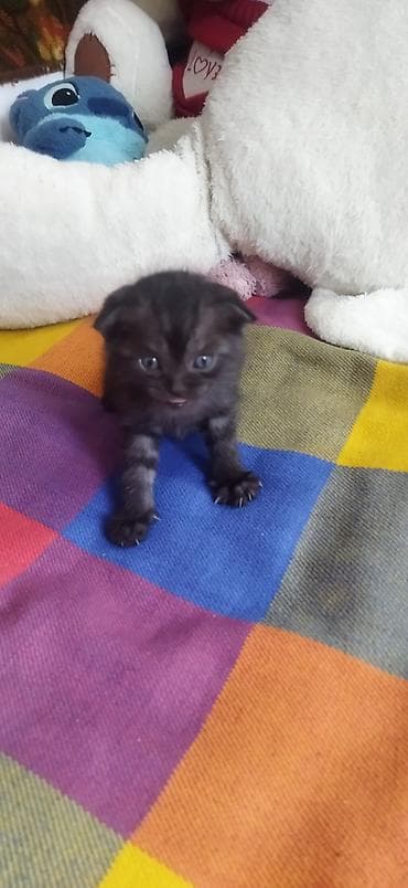 свинкс кот: Продам котят !!! порода - скотиш фолд котята чистокровные, все — 4