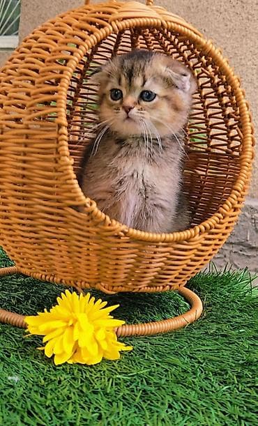 Животные: Предлагаем чистопородных малышей. Шотландские котята — 9
