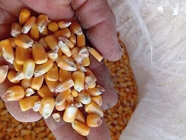 продажа свинины: Продается кукуруза 🌽 сорт "пионер"в мешках — 1