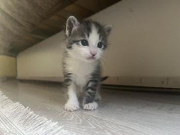 Котята, домашние, краткое описание: - Окрас: один бело-серый (биколор
