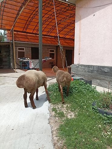 Продаю | Баран (самец) | Арашан | Для разведения | Матка at lalafo.kg Продаю | Баран (самец) | Арашан | Для разведения | Матка