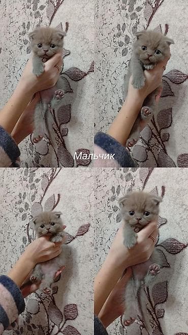 вислоухие: Продаём котят (мальчики и девочки). Вислоухие (скотиш фолд) - 15.000 — 10