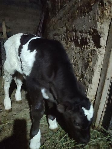 С/х животные и товары: Продаю | Корова (самка) | Для молока | После отела — 9