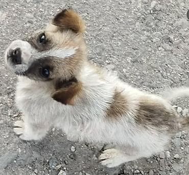 египетская кошка 2021: Собака даром: Дворняжка, 2 месяца, Самец — 1