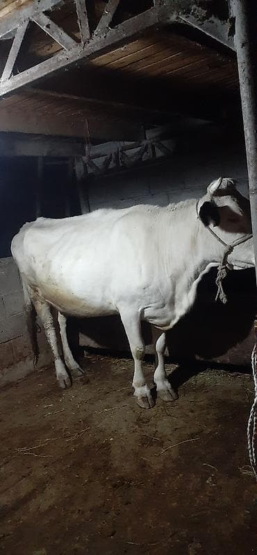 самка корова: Продаю | Корова (самка) | Для молока | Не стельные — 5