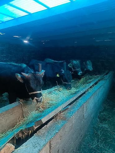 Үй жаныбарлары: Сатам | Бука (эркек) | Бордоп семиртүү үчүн | Байланган — 1