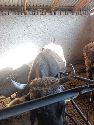 кролик декоративные: Продаю | Бык (самец) | Полукровка | Привязанные — 1