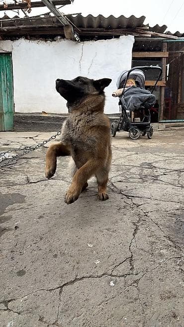 легорн куры: Бельгийская овчарка чистый, привывка имеется и паспорт есть его — 2