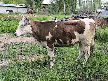 ячмень яровой: Продаю | Тёлка | Для разведения | Привязанные — 3