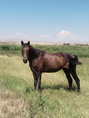 Үй жаныбарлары: Сатам | Жылкы (эркек) | Жумушка | Асыл тукумдуу — 2