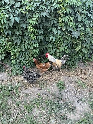 Животные: Продаю | Куры | Домашняя | Для разведения — 4