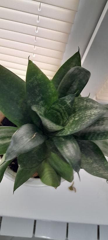 сансевиерия зеленая: Сансевиерия (Sansevieria trifasciata) в горшке. - Розетка плотных — 2