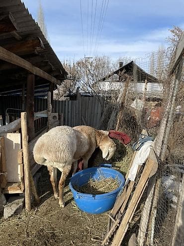 сколько стоит такса собака: Продаю | Баран (самец) | Арашан | Для разведения | Осеменитель — 2