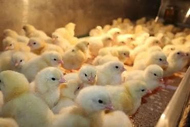 ищу работу токмак: Требуется Птичник, Оплата: Ежемесячно, Развоз — 2