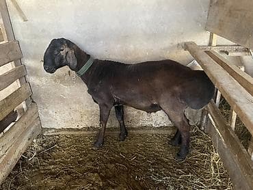 А/ч жаныбарларын сатып алам: Сатам | Кочкор (эркек) | Көбөйтүү үчүн | Жасалма жол менен боозутуу — 2