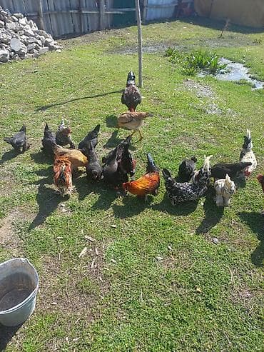 Продаю | Куры | Домашняя | Для разведения