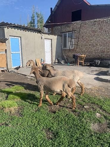 баран купить бишкек: Продаю | Ягненок | На забой | Племенные — 4